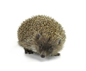 Hedgehog isolated on white background