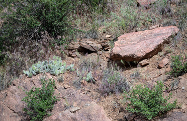 A nice landscape photograph of the colorful state of Colorado featuring a large flat boulder, a prickly pear cactus and vegetation. bokeh.