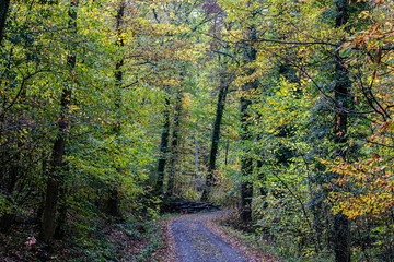 Waldweg durch einen Buchenwald 