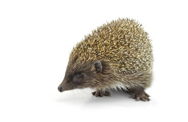 Hedgehog isolated on white background