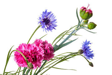 Bouquet of pink carnation and blue cornflower  isolated on a white background