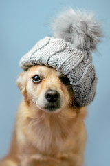 Winter dog © Paula
