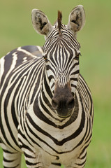 Fototapeta na wymiar Grant's zebra portrait