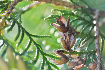 Juniper branches close up Evergreen juniper plant cypress branches leaves with seeds close-up...