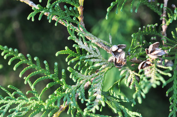 Juniper branches close up. Evergreen juniper plant, cypress branches, leaves with seeds close-up....