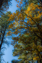 Fall for Planet Sedona