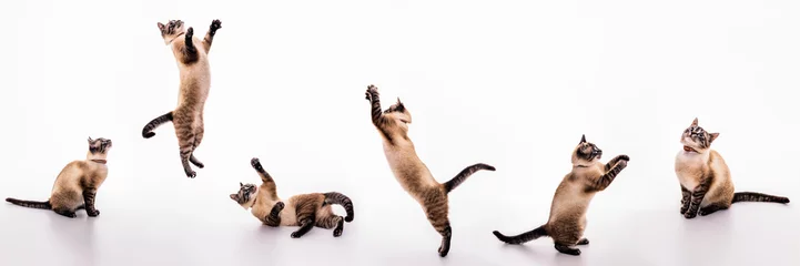 Tuinposter Een reeks afbeeldingen van een speelse kat die speelt, springt, grijpt en zwaait op de vloer © Yury Kisialiou