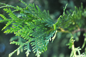 Juniper branches close up. Evergreen juniper plant, cypress branches, leaves with seeds close-up....