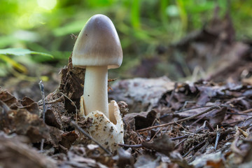 Amanita vaginata. Photo has been taken in the natural forest background.