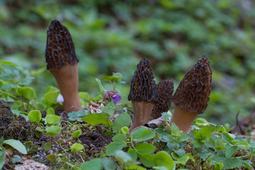  Black Morel mushrooms growing in lush spring vegetation
