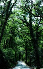 Floresta do Parque Nacional do Gerês