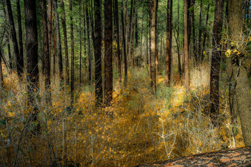Fall for Planet Sedona