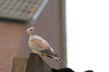 a european turtle dove closeup at a fence in the garden in summer