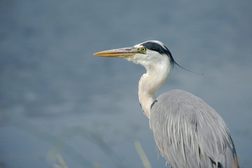 Great blue heron on the watch