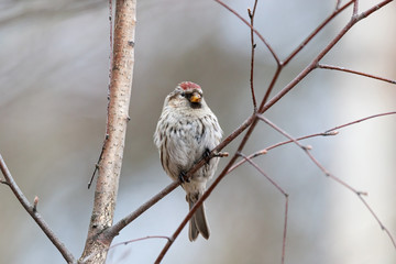 Common redpoll acanthis flammea female sitting on branch of bush. Cute northern little songbird. Bird in wildlife.