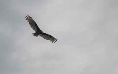 Turkey vulture flying in the sky, Pantanal region, Brazil, South America