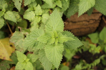 the top side of a green nettle plant closeup in the forest in autumn