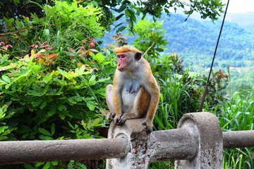The toque macaque  is a reddish-brown-coloured Old World monkey endemic to Sri Lanka, where it is known as the rilewa or rilawa.
