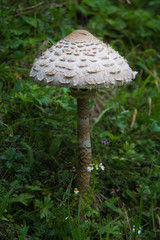 fungo macrolepiota procera