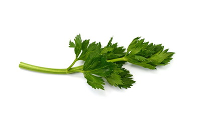 celery leaves close up isolated on white background