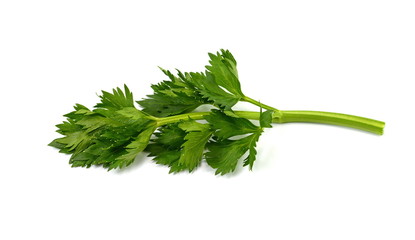 celery leaves close up isolated on white background
