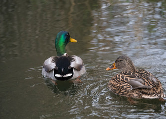 Close up mallard couple, Anas platyrhynchos, male and female duck swimming on water suface with grass, stone and dirt. Selective focus