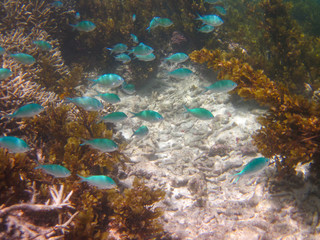 Naklejka na ściany i meble Group of turquoise color fish swimming in corals