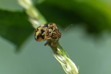 bug on plant