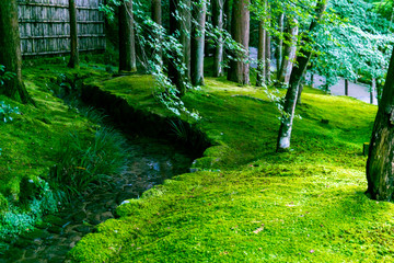 Ginkakuji-temple garden covered with moss. Sakyo-ku, Kyoto, Japan