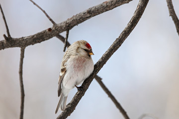 Arctic Redpoll, Carduelis hornemanni, sitting on branch of tree. Cute little northern songbird with red cap. Bird in wildlife.