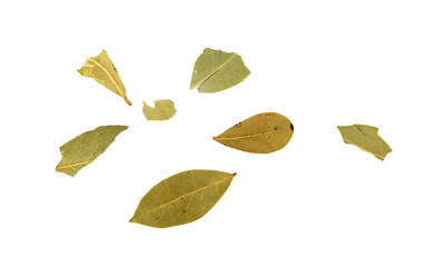 Bay leaves on white background. Spice aromatic.