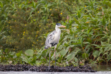Cocoi heron in the Pantanal region, Brazil, South America