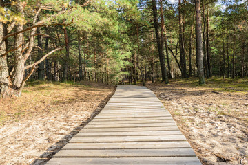 A wooden path in a pine forest.