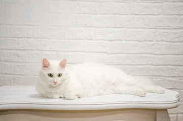 A white Angora cat with expressive eyes lies on a white table against a white decorated wall