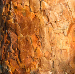 Closeup pine trunk and bark lit by the sun.