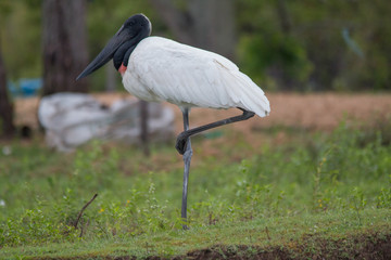 Jabiru standing in the grass, Pantanal region, Brazil, South America
