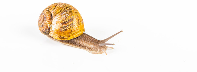 Brown snail on white background