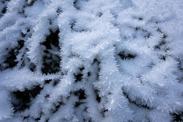 snow covered branches