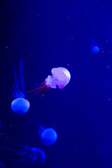 Fototapeta na wymiar Jellyfish swim in the aquarium. Beautiful jellyfish, jellyfish in a neon light. Underwater life in the sea of ​​jellyfish.