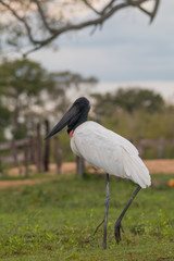 Jabiru standing in the grass, Pantanal region, Brazil, South America