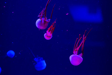 Obraz na płótnie Canvas Jellyfish swim in the aquarium. Beautiful jellyfish, jellyfish in a neon light. Underwater life in the sea of ​​jellyfish.