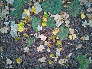 autumn leaves on ground