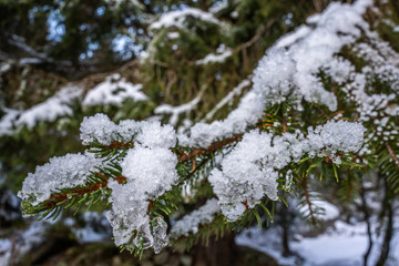 Pine green branches covered with snow