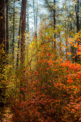 Fall for Planet Sedona