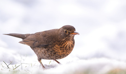 female blackbird in the snow