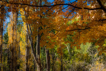 Fall for Planet Sedona