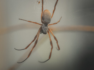 Spinne