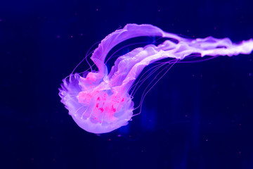 Jellyfish swim in the aquarium. Beautiful jellyfish, jellyfish in a neon light. Underwater life in...