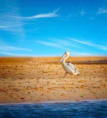 The Pink-backed Pelican or Pelecanus rufescens is going on the beach in the sea Somone lagoon in...