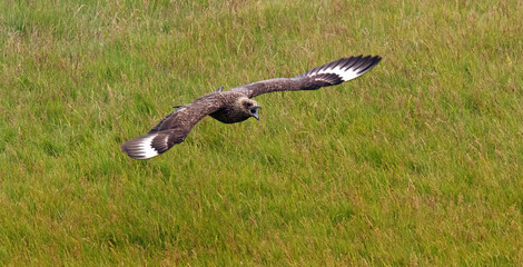 Große Raubmöwe (Great Skua) im Flug